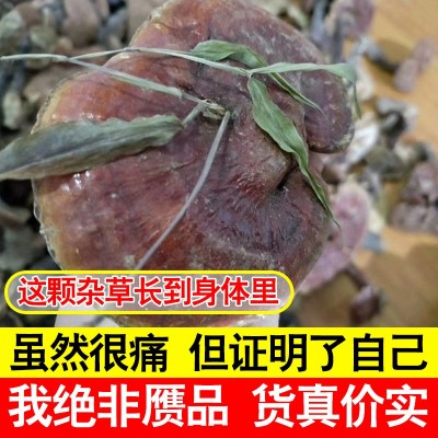 大别山赤灵芝大中小灵芝大货批发 整枝林芝赤芝粉正品深山林芝图2