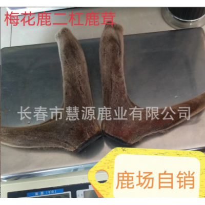长春市慧源鹿业养殖场批发梅花鹿茸 整枝二杠茸 鹿茸片 鹿茸粉