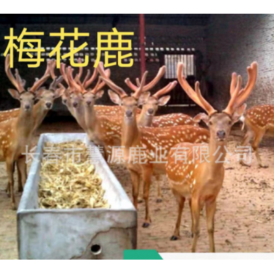 长春市慧源鹿业养殖场批发梅花鹿茸 整枝二杠茸 鹿茸片 鹿茸粉图4