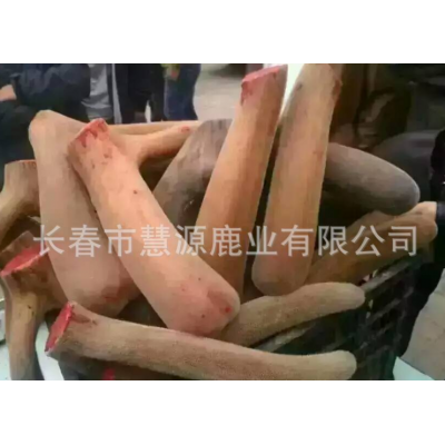 长春市慧源鹿业鹿场批发整枝鹿茸 二杠鹿茸 花鹿三叉茸 货源充足图5