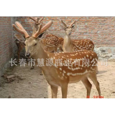 长春市慧源鹿业鹿场批发整枝鹿茸 二杠鹿茸 花鹿三叉茸 货源充足图4