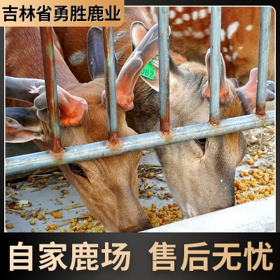 鹿鞭丸鹿鞭膏250g双阳鹿乡厂家货源图3