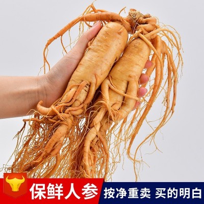 【保鲜人参】土特产批发泡酒小参 长白山鲜人参袋装多种药材厂家