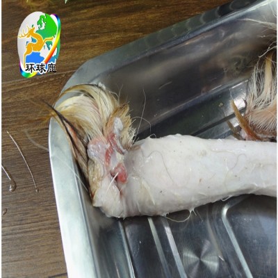 正宗鹿鞭新鲜鹿鞭批发鹿鞭 鹿场图3