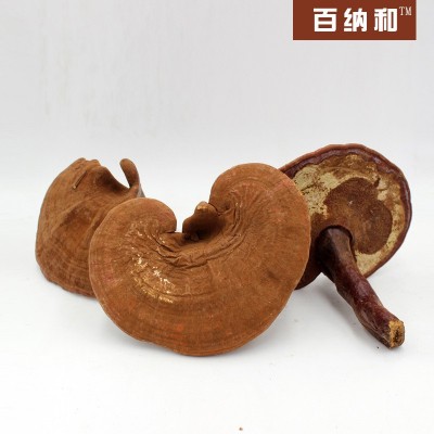【百纳和】厂家直销 长白山灵芝种植林芝赤灵芝带粉灵芝 带粉灵芝图3