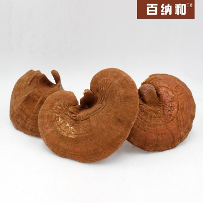 【百纳和】厂家直销 长白山灵芝种植林芝赤灵芝带粉灵芝 带粉灵芝图5