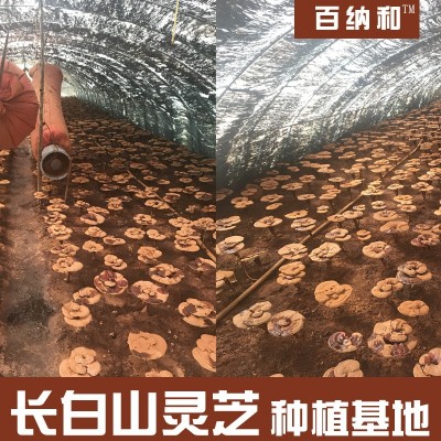 【百纳和】厂家直销 长白山灵芝种植林芝赤灵芝带粉灵芝 带粉灵芝图4