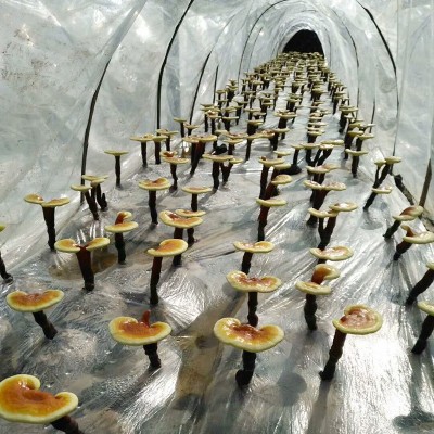 原料批发 破壁灵芝 厂家供应不同规格孢子粉代理图2