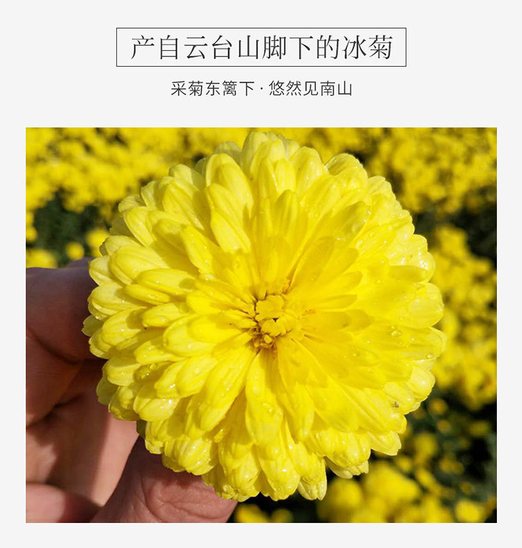 云台冰菊礼盒装_04.jpg