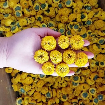 上枝批发婺源皇菊 菊花茶 黄菊花 黄菊 乒乓球菊 球菊一朵一杯图2