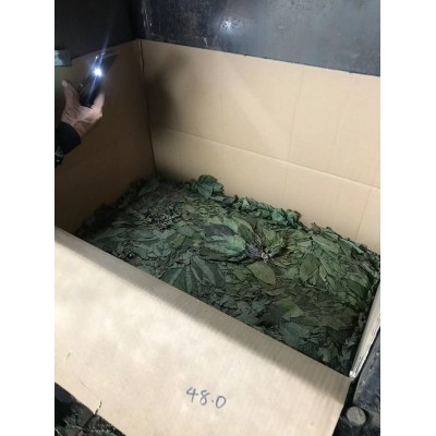长白山精品人参小叶 人参叶绿叶无黄叶 保20版药典 低残水分 灰份图4
