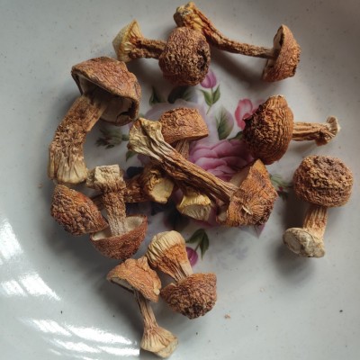 姬松茸 云南姬松茸 巴西菇 酒店干货食材 产地直销图3