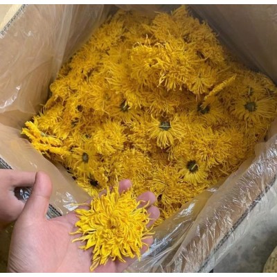 批发黄山金丝皇菊大朵独立一朵一杯金丝菊婺源皇菊菊花茶量大从优图2