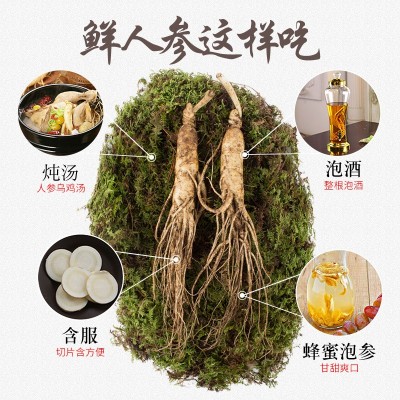 南北朝吉林长白山人参新鲜带土鲜参泡酒煲汤东北特产产地货源批发图4