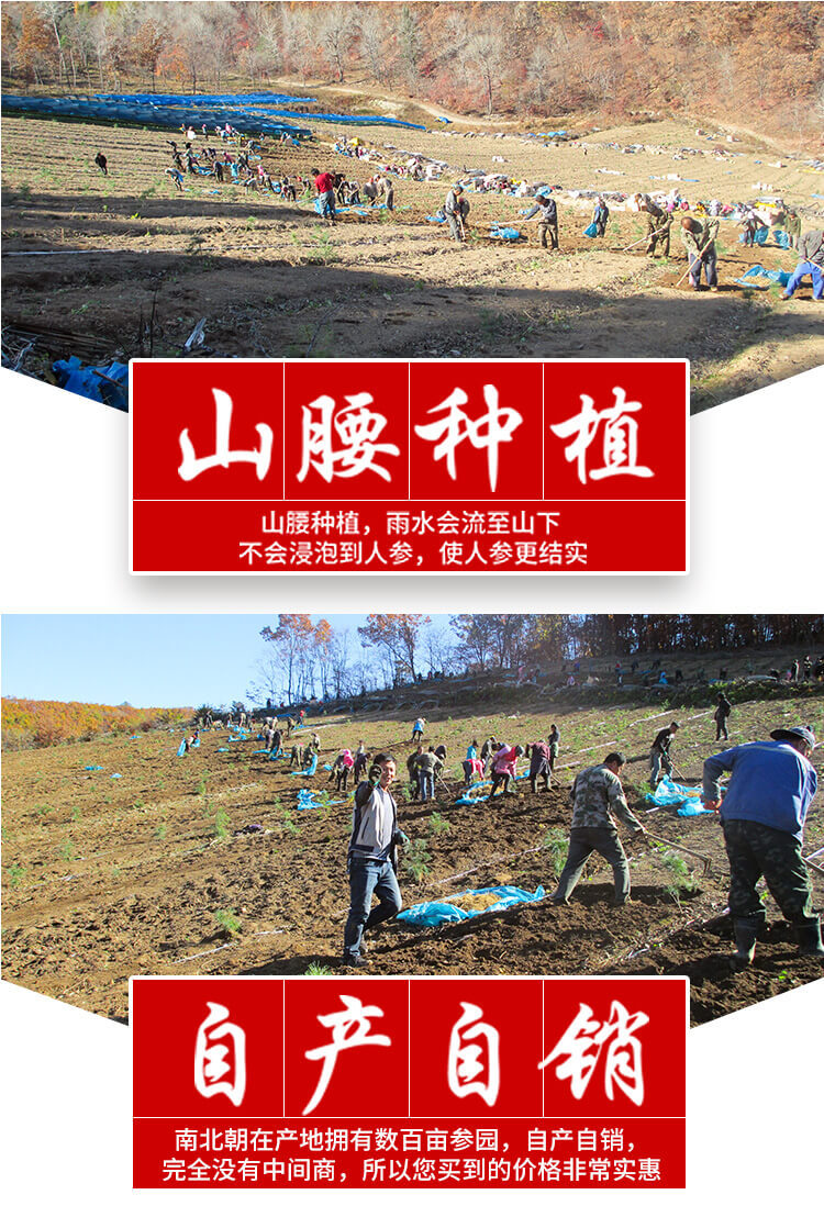 鲜人参详情_05