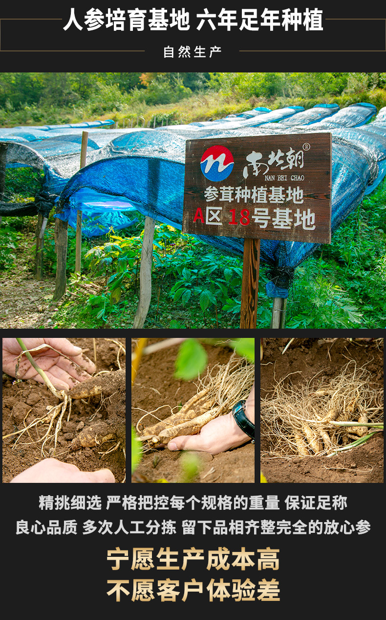 鲜人参详情_06
