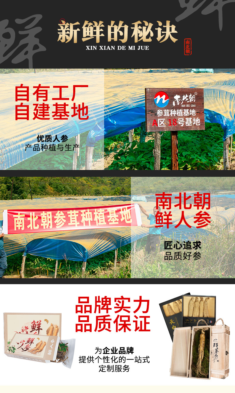 鲜人参详情_03