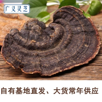 野生无柄赤芝 灵芝批发 红缘层孔菌 可切片 2吨现货 产地直销