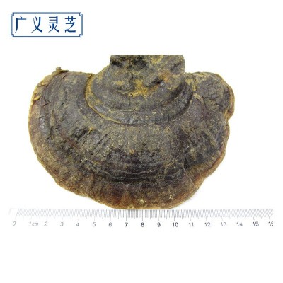野生无柄赤芝 灵芝批发 红缘层孔菌 可切片 2吨现货 产地直销图4