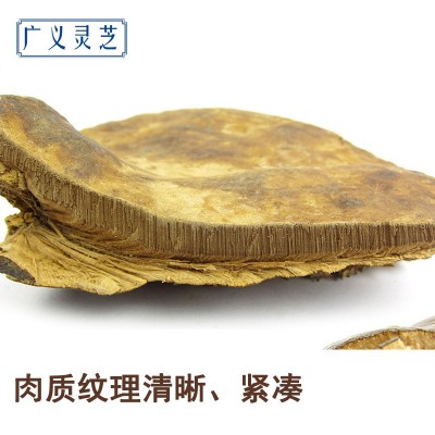野生无柄赤芝 灵芝批发 红缘层孔菌 可切片 2吨现货 产地直销图5