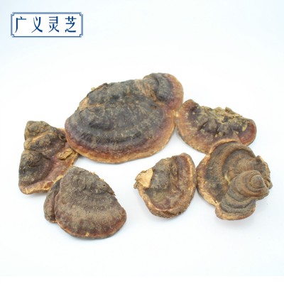 野生无柄赤芝 灵芝批发 红缘层孔菌 可切片 2吨现货 产地直销图3