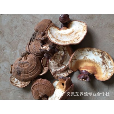 薄肉灵芝 杠四灵芝 冠县灵芝基地 灵芝批发 供应 店子灵芝基地图3