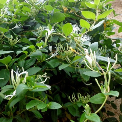 云南哀牢山金银花金银花花茶泡水喝宝宝洗澡100克图3