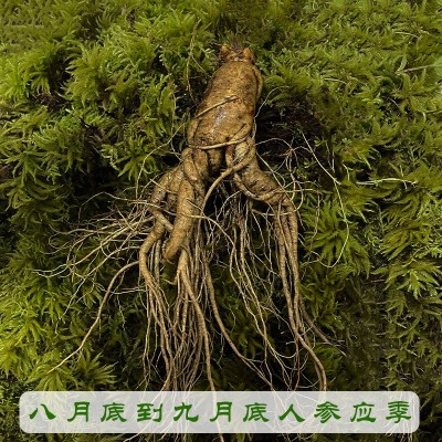 长白山人参净重500g（3-20支） 泡酒煲汤产地批发 鲜人参图2