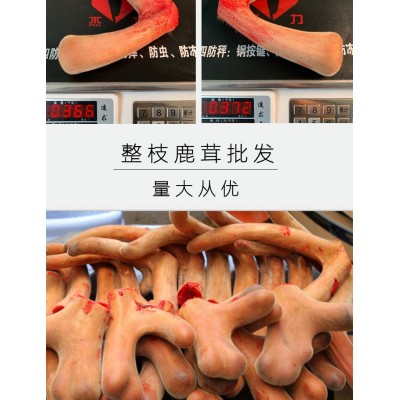 招代理】鹿茸整枝吉林梅花鹿东北头茬二杠泡酒新鲜片鹿鞭鹿场批发图4