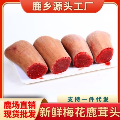 招代理】鹿茸头鹿茸整枝吉林梅花鹿东北头茬二杠泡酒新鲜鹿场批发