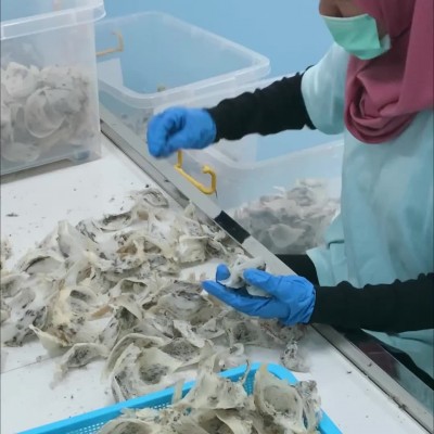 现货批发马来西亚燕窝干盏燕条批发孕妇滋补品足干密盏量大从优图2