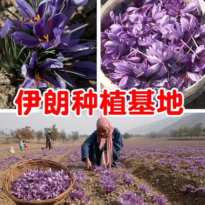 藏红花瓶装西红花长丝无黄根西藏番红花批发支持代发分销图3