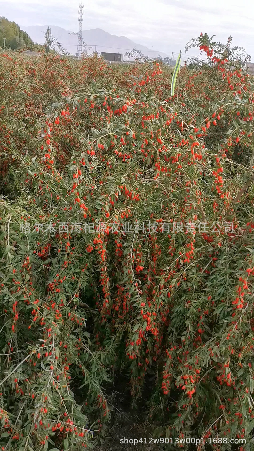 Videof<i></i>rame_20210415_103833_com