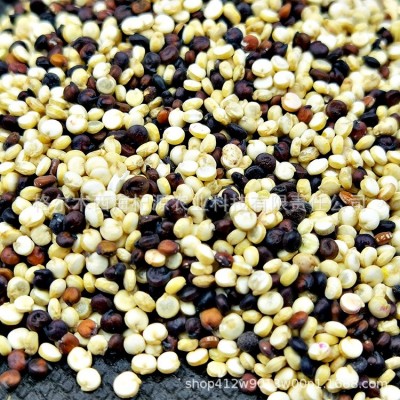 青藜 青海 黑红白三色藜麦 白色藜麦 青藏高原藜麦 杂粮粗粮图3