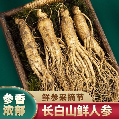 长白山新鲜人参 散装带土现挖圆参鲜人参 足龄整枝人参产地批发