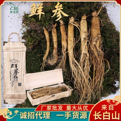 吉林产地货源鲜人参泡酒煲汤参各种规格参宝阁厂家批发带土 鲜参