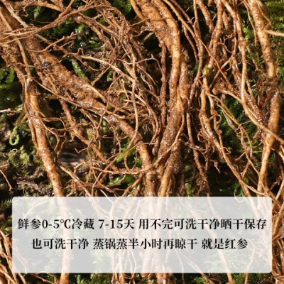 带土鲜人参 吉林长白山林下参 新鲜林下山参林下移山参现挖 人参图3