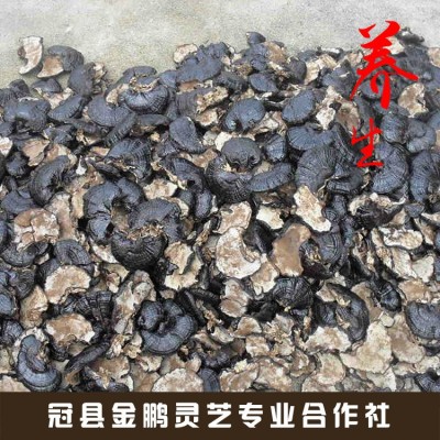 现货供应 紫灵芝 长白山紫灵芝 紫灵芝片免费切片打粉图5