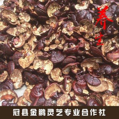 现货供应 紫灵芝 长白山紫灵芝 紫灵芝片免费切片打粉