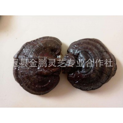 现货供应 紫灵芝 长白山紫灵芝 紫灵芝片免费切片打粉图4
