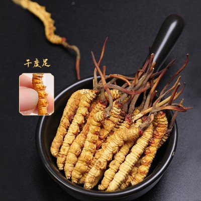 冬虫夏草批发西藏那曲产地直供冻干虫草现货新货头期一手货源代理图2