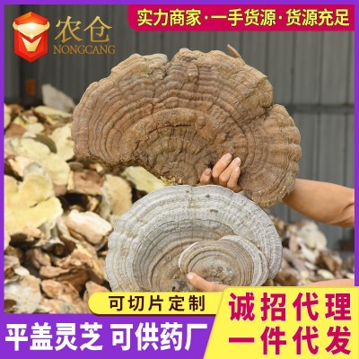 平盖灵芝 树舌灵芝 10吨现货 吉林长白山地区产灵芝非切片