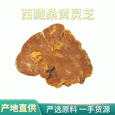 西藏桑黄灵芝 桑黄菌 金边桑黄 代切片打粉 一件代发图4