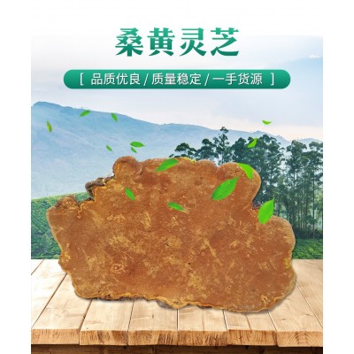 西藏桑黄灵芝 桑黄菌 金边桑黄 代切片打粉 一件代发