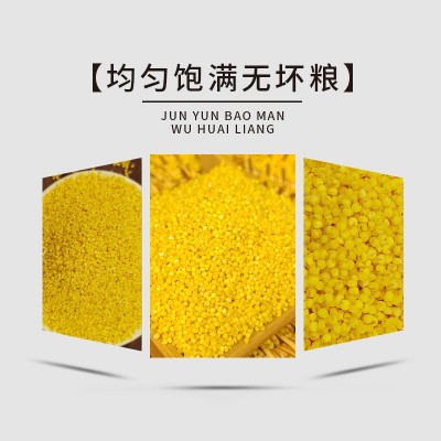 黄小米批发袋装200g新米农家香糯小米五谷杂粮粥粗粮开业活动礼品图2