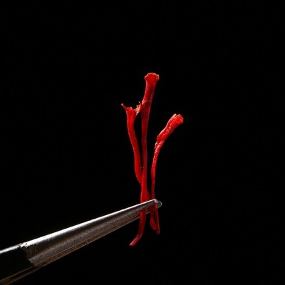 厂家新货批发yi级短丝藏红花 散装番红花 药厂用西红花