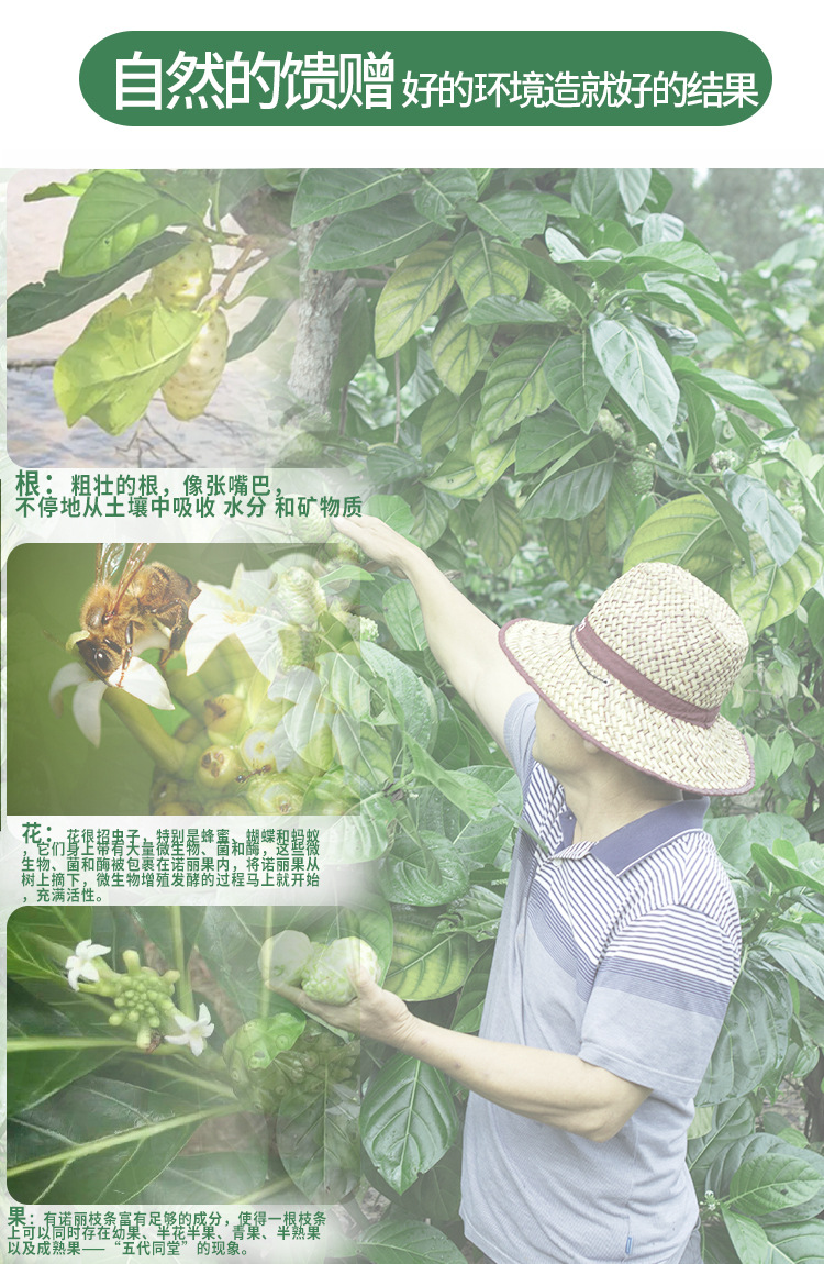 诺丽果
