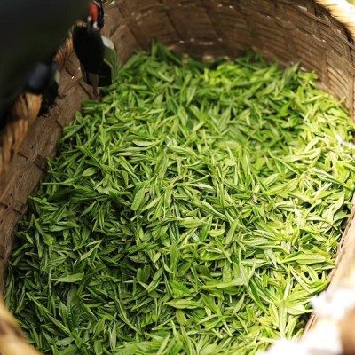 源头厂家直发黄山毛峰 批发高山浓香型绿茶 500克散装炒青茶叶图4