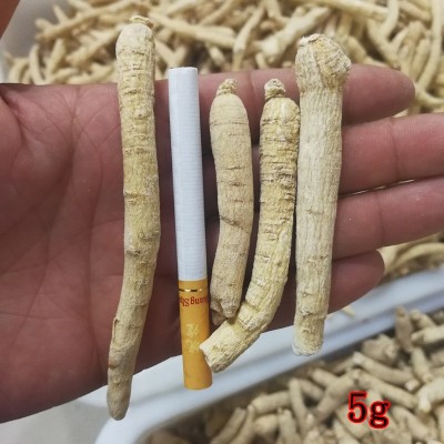 西洋参条东北长白山整枝花旗参个 一手货源实体店铺各种规格齐全图3
