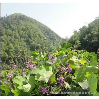 中药材 葛花干葛根花葛根花 批发花草茶量大从优图4
